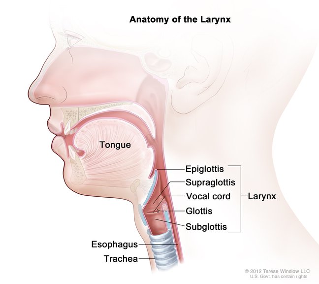 LARYNX